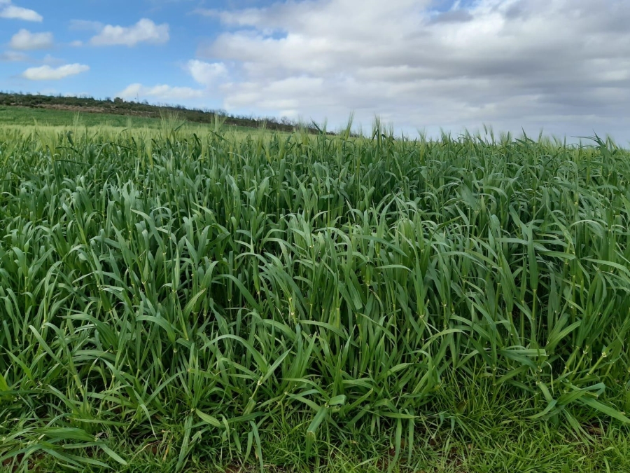 0 Bedroom Property for Sale in Riversdale Rural Western Cape